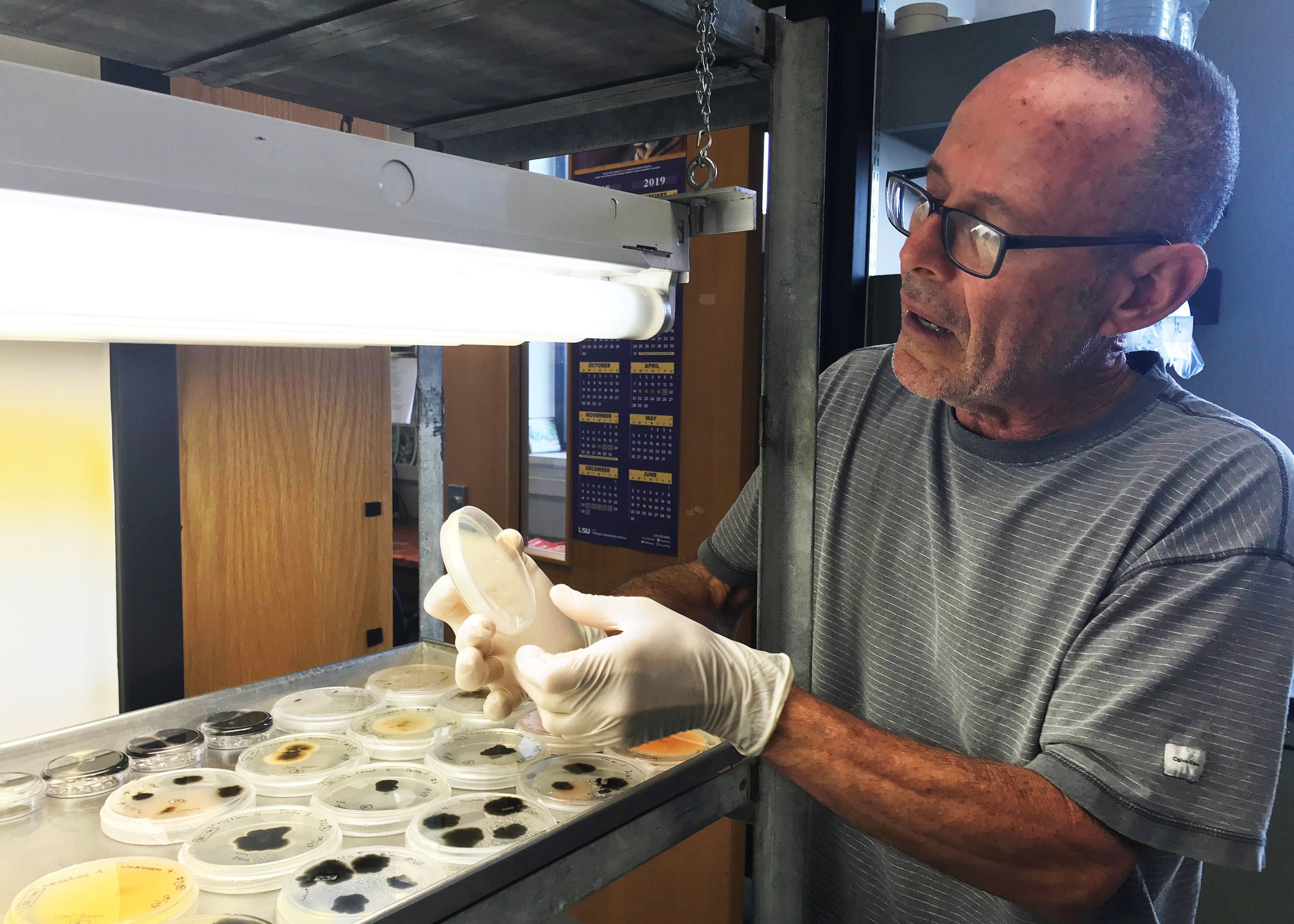 Multistate team investigates roseau cane decline